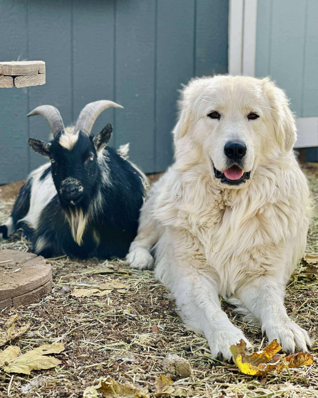 25 1 Maremma Match Quiz Result 4: Add to Team