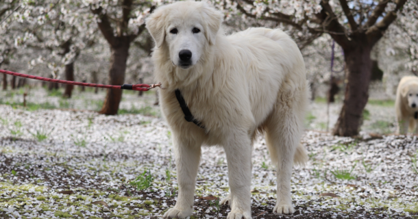 3 3 LGD Skin Problems: What’s Normal for Livestock Guardian Dogs?