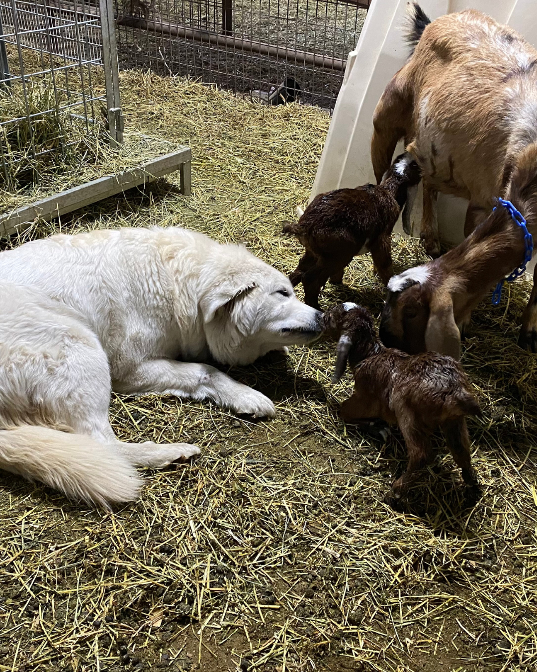 31 31 1 Maremma Sheepdog: The Complete Breed Guide (Temperament, Training & Real-Life Experience)