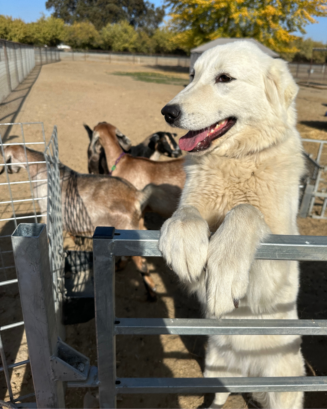 35 Raising Your Maremma Sheepdog — Training & Management Resources
