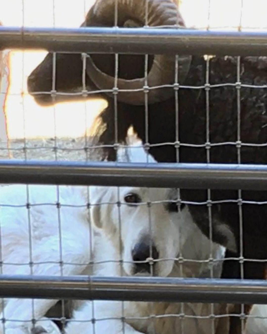 37 What Does "Lifetime Client Support" From a Maremma Breeder Actually Look Like?