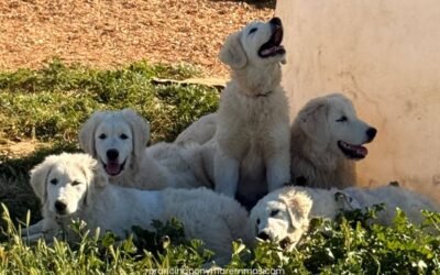 This is what 4 months of socialization actually looks like