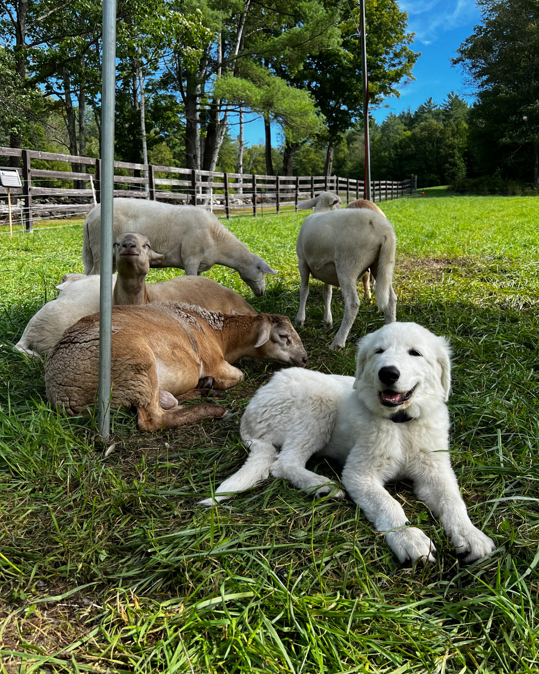 41 What Does "Lifetime Client Support" From a Maremma Breeder Actually Look Like?