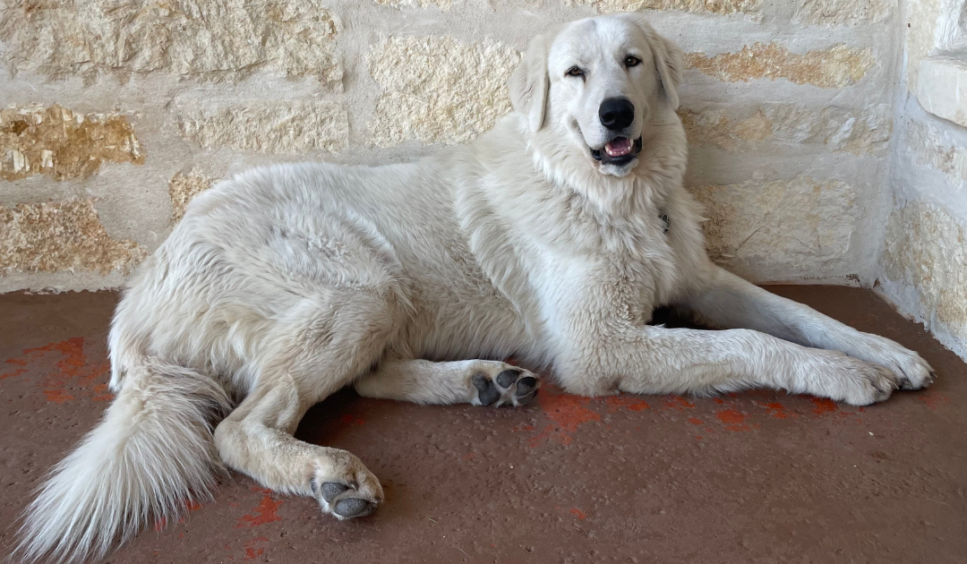 Happy Birthday to Marisa’s 2022 puppies!