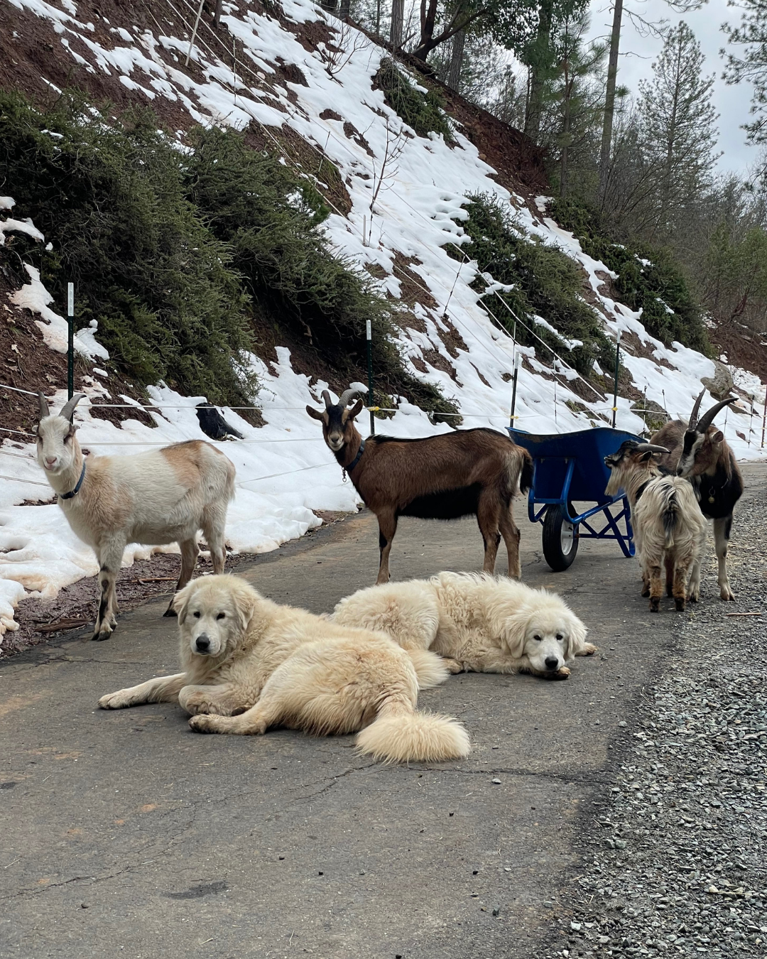 46 Raising Your Maremma Sheepdog — Training & Management Resources