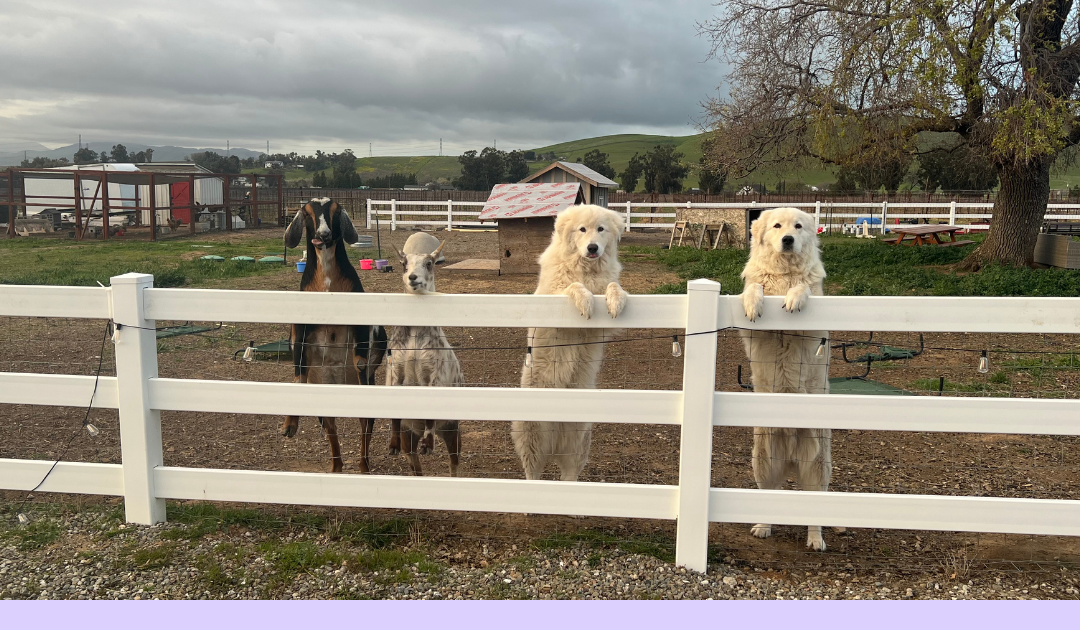 Littermate Syndrome: The Myth vs. Why Two Maremmas Work