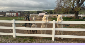 49 1 Littermate Syndrome: The Myth vs. Why Two Maremmas Work
