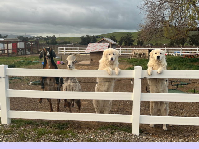 Littermate Syndrome: The Myth vs. Why Two Maremmas Work