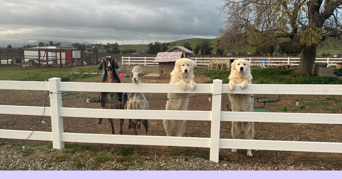 Littermate Syndrome: The Myth vs. Why Two Maremmas Work