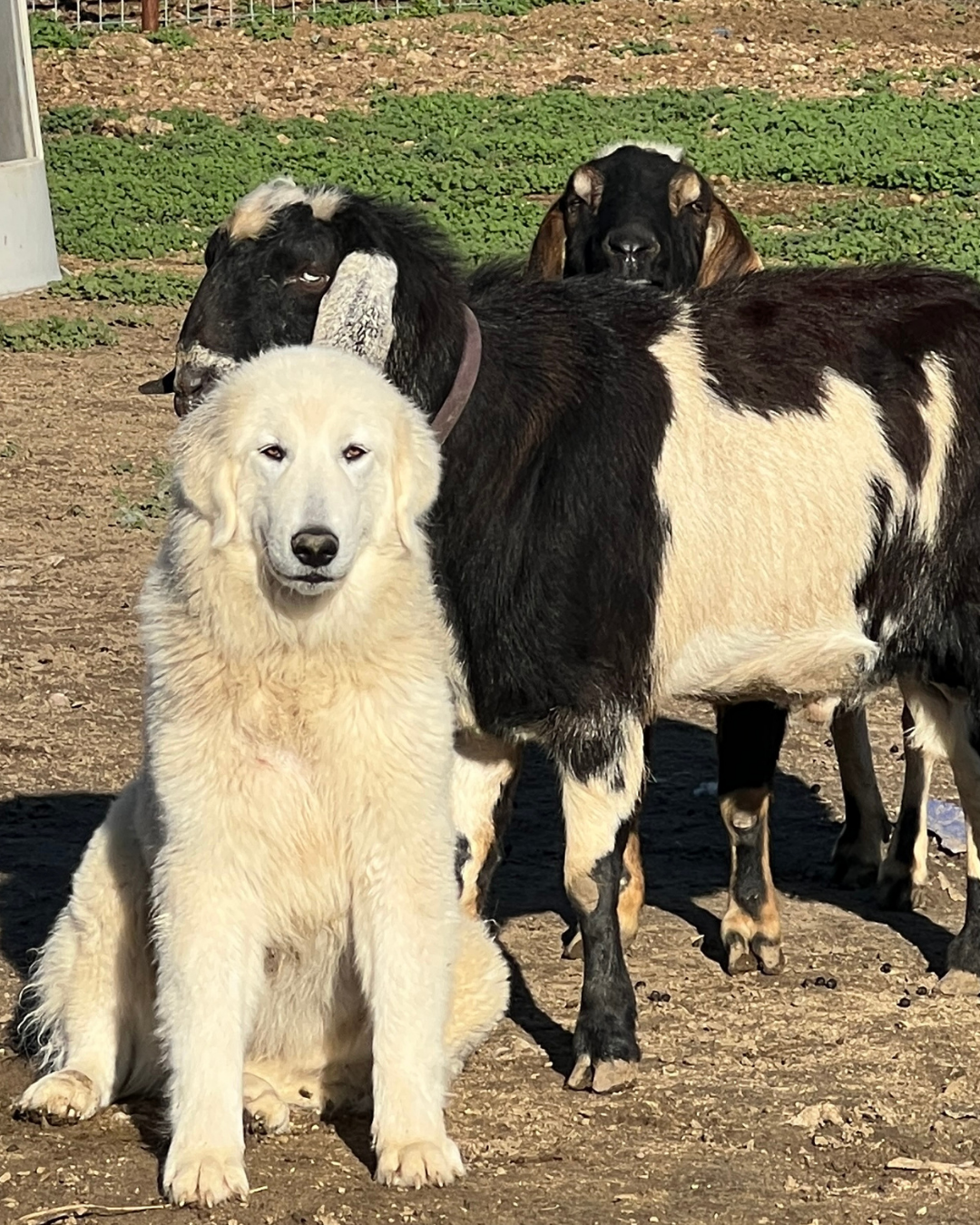 51 Should You Get a Maremma Sheepdog?