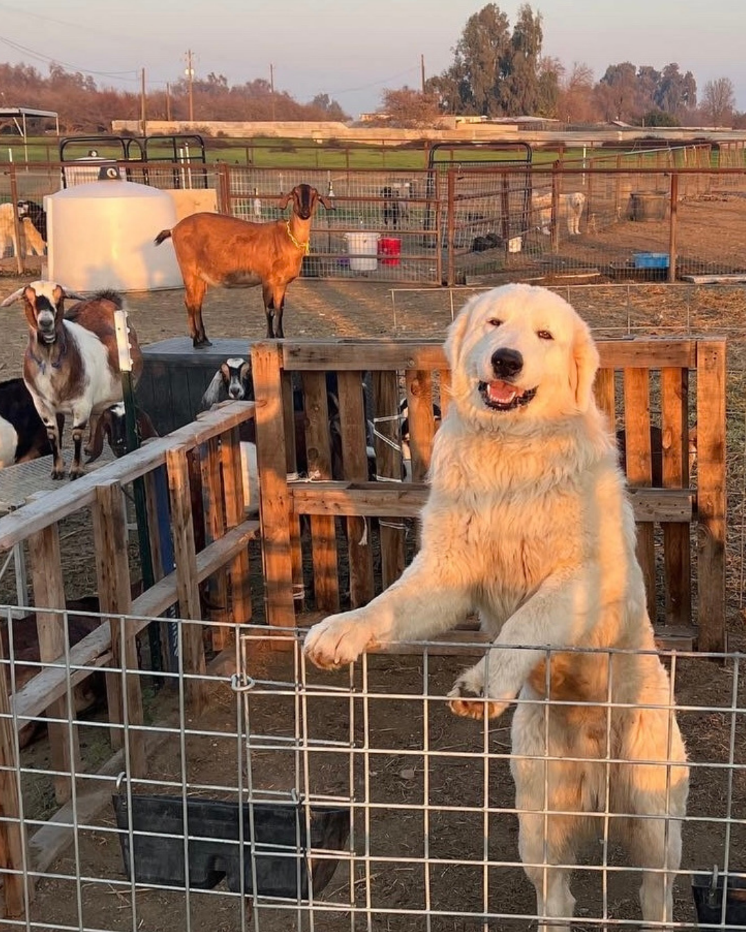 53 53 Maremma Sheepdog: The Complete Breed Guide (Temperament, Training & Real-Life Experience)