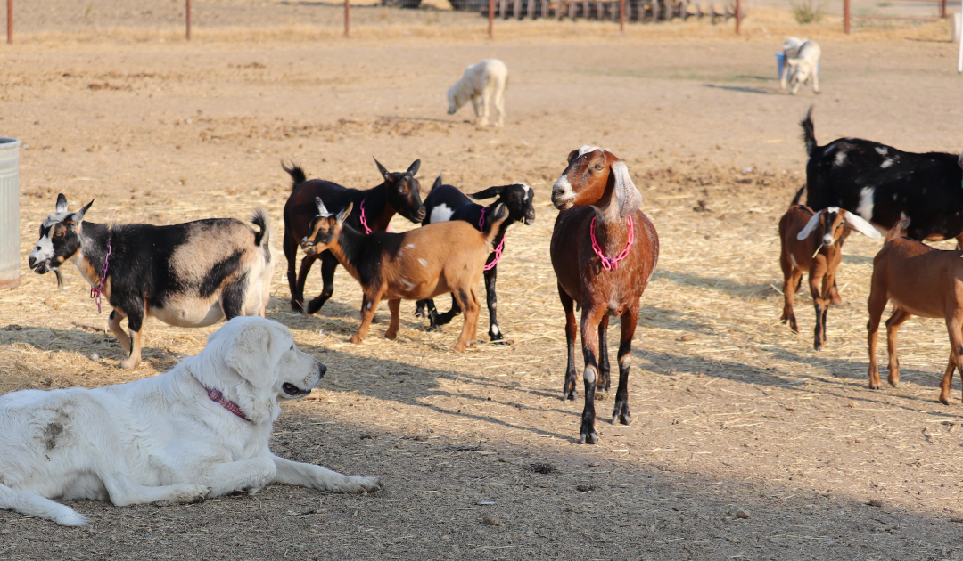 How to Successfully Train Your New Livestock Guardian Dog