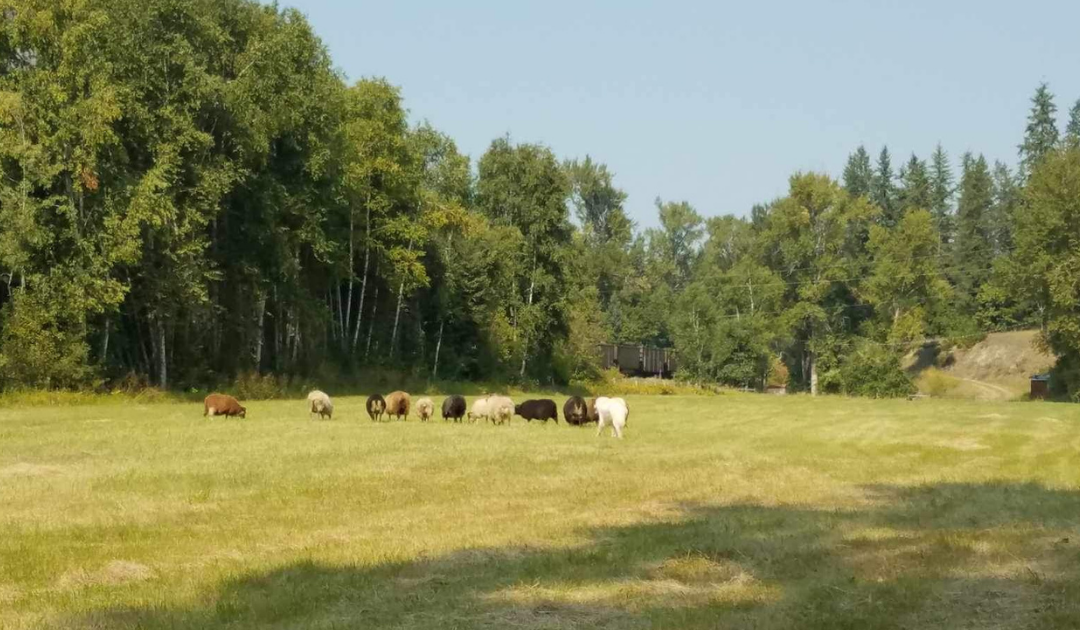 Understand Your Livestock Guardian Dog: Stream “The Dog’s Truth” for Free Now