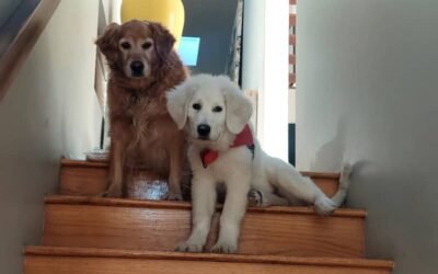 Eight puppies, a year-long wait, and what dump trucks have to do with it…