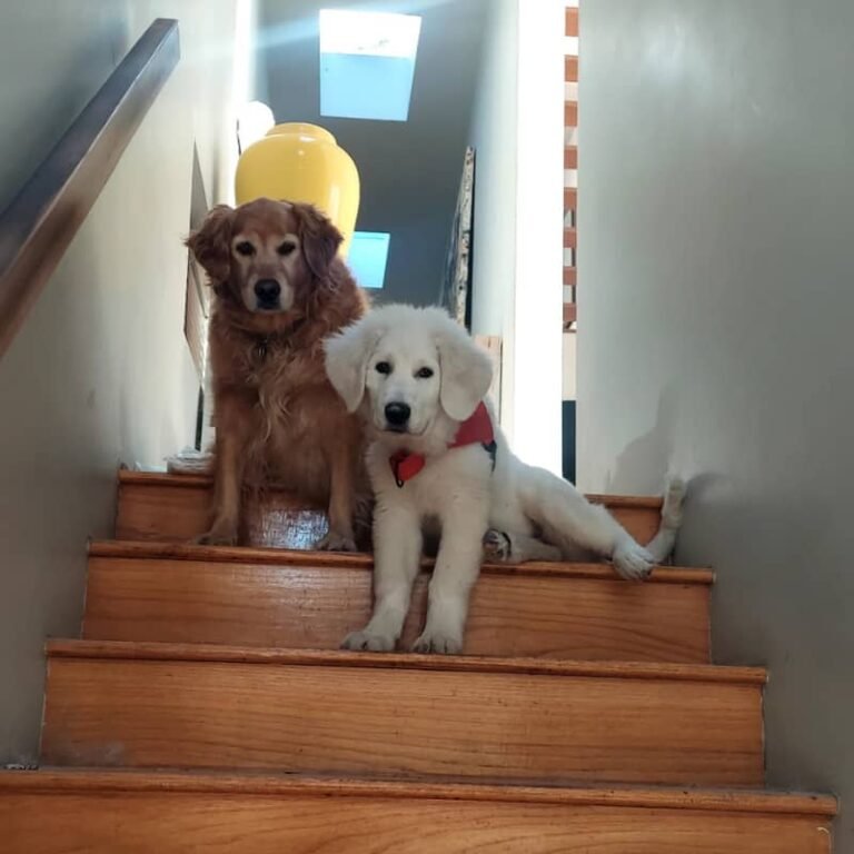 Eight puppies, a year-long wait, and what dump trucks have to do with it…