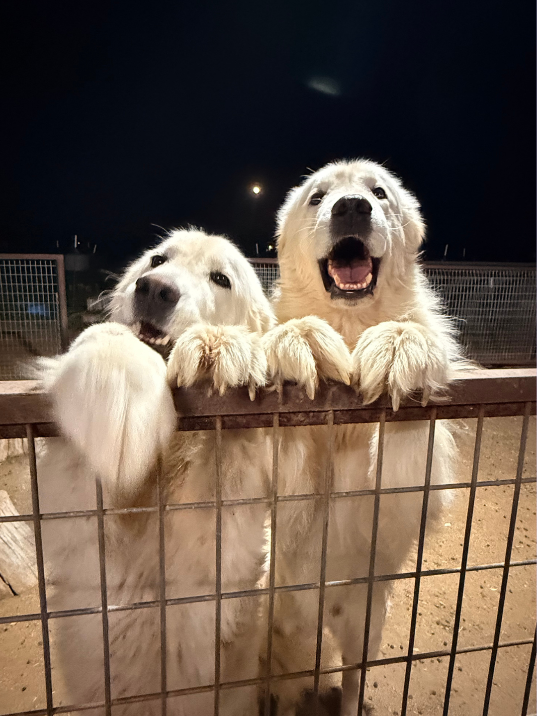 7 1 February Farm Recap: Puppies, Placements & Big Changes