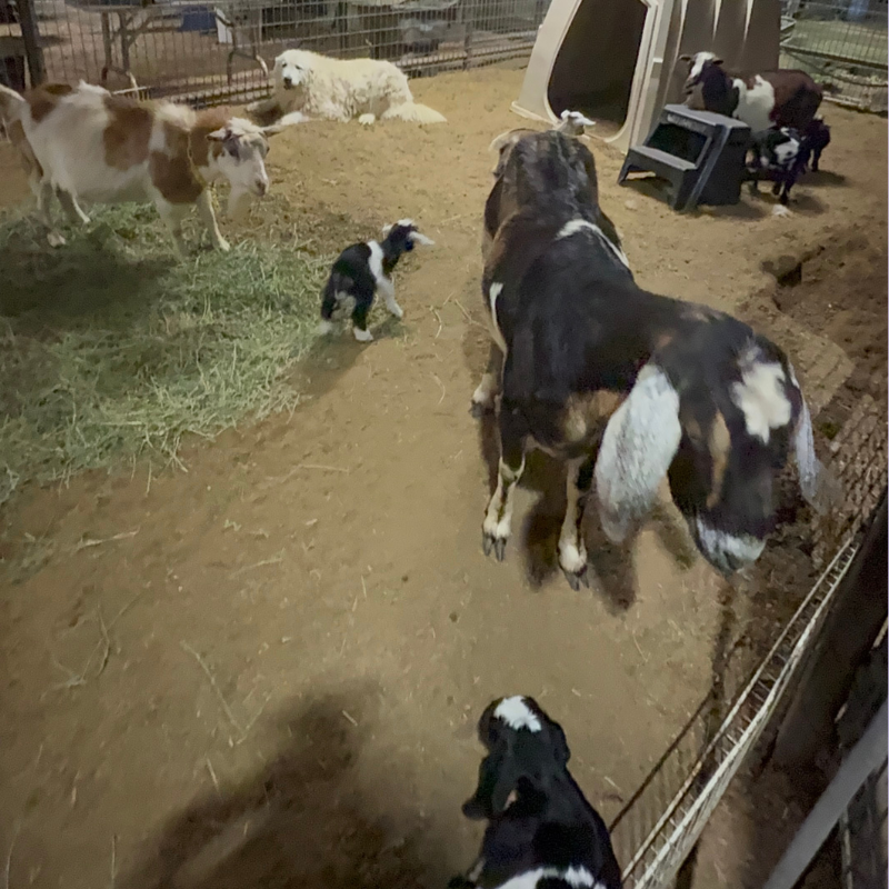 7 2 February Farm Recap: Puppies, Placements & Big Changes