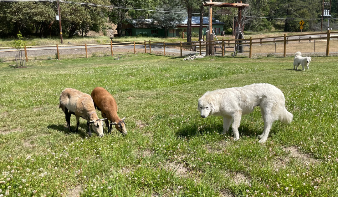 Why Your Livestock Guardian Dog Gets Frustrated: Simple Solutions That Work