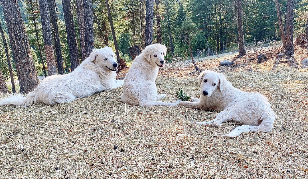 Can I ask you a quick favor? (+ big giveaway inside)