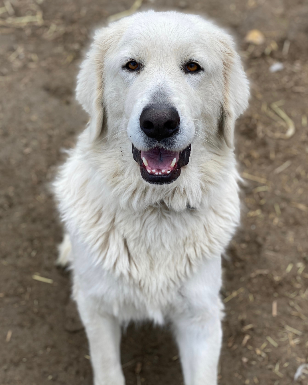 8 8 6 Special Placement Maremmas