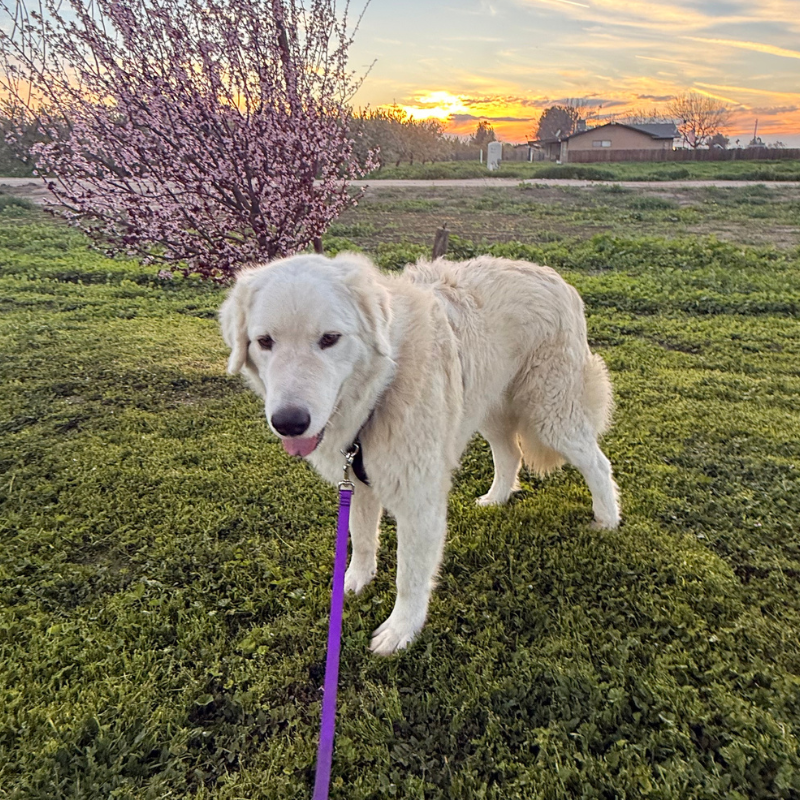 800 x 800 Blog Image 16 February Farm Recap: Puppies, Placements & Big Changes