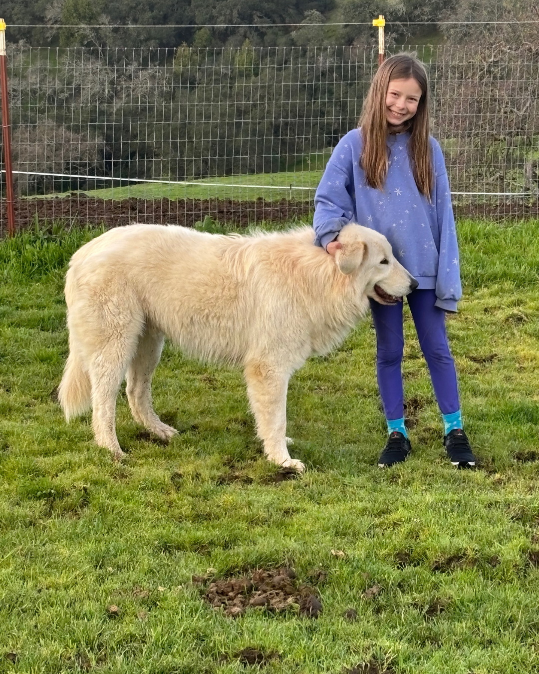 83 1 What Age Livestock Guardian Dog Should You Get? Take Our 2-Minute Maremma Match Quiz