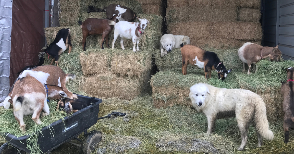 86 86 Maremma Sheepdog: The Complete Breed Guide (Temperament, Training & Real-Life Experience)