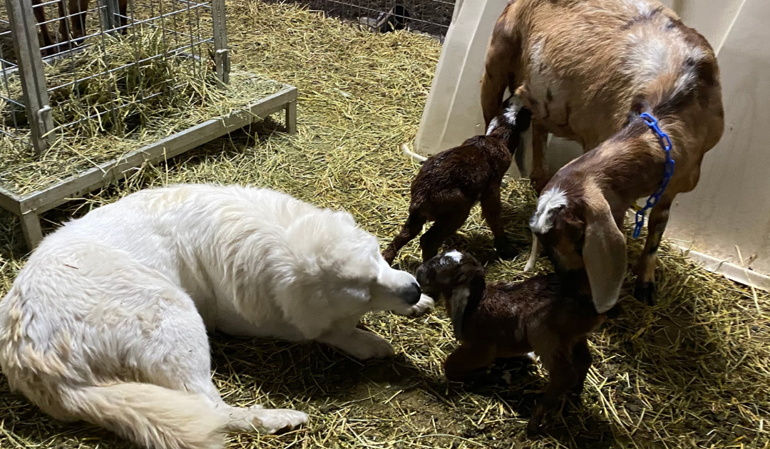 How to Successfully Train Your New Livestock Guardian Dog