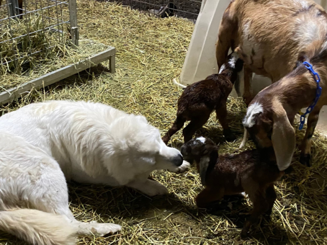 How to Safely Acclimate Young Maremma Sheepdogs with New Livestock