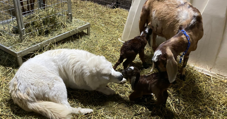 How to Safely Acclimate Young Livestock Guardian Dogs with New Livestock