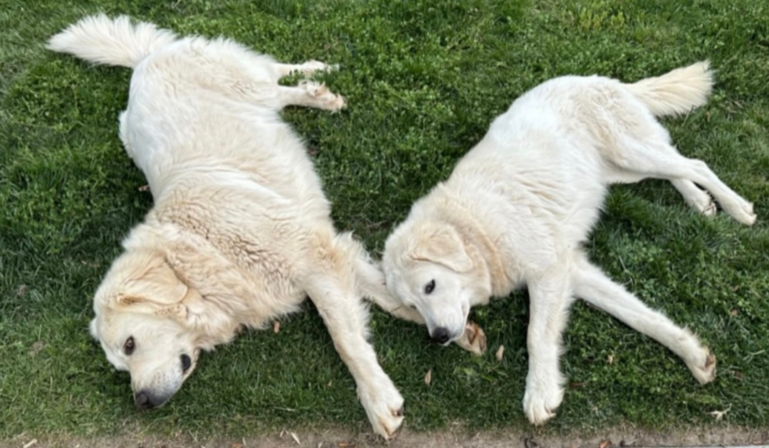 ✅ The Two-Step Formula for Livestock Guardian Dog Success (Most People Skip Step Two)