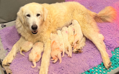 February Farm Recap: Puppies, Placements & Big Changes