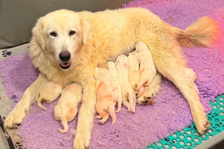 February Farm Recap: Puppies, Placements & Big Changes