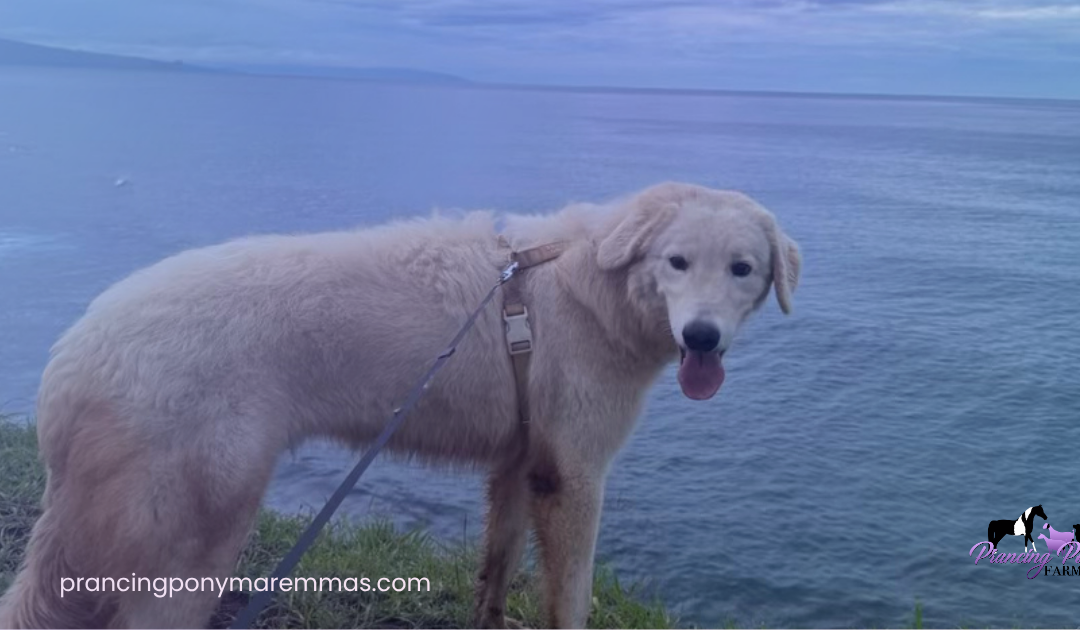 Adopting a Maremma Puppy from the Mainland: How Caia Came Home to Maui