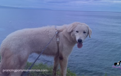 Adopting a Maremma Puppy from the Mainland: How Caia Came Home to Maui
