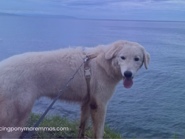 Adopting a Maremma Puppy from the Mainland: How Caia Came Home to Maui