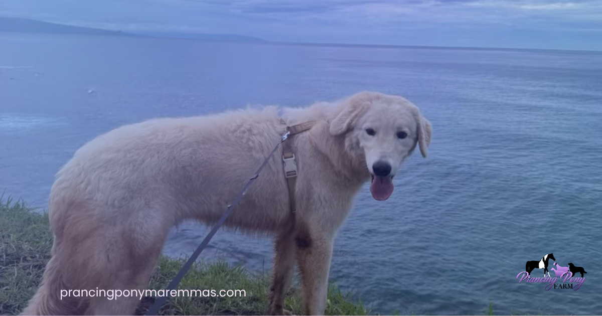 Blog Featured Image Facebook Post Landscape 1 Adopting a Maremma Puppy from the Mainland: How Caia Came Home to Maui