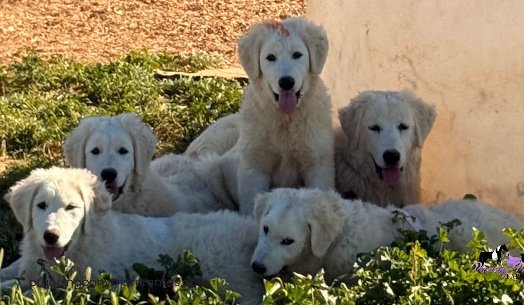 LGD Puppy Socialization: How Calm, Confident Livestock Guardian Dogs Are Made