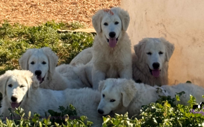 LGD Puppy Socialization: How Calm, Confident Livestock Guardian Dogs Are Made