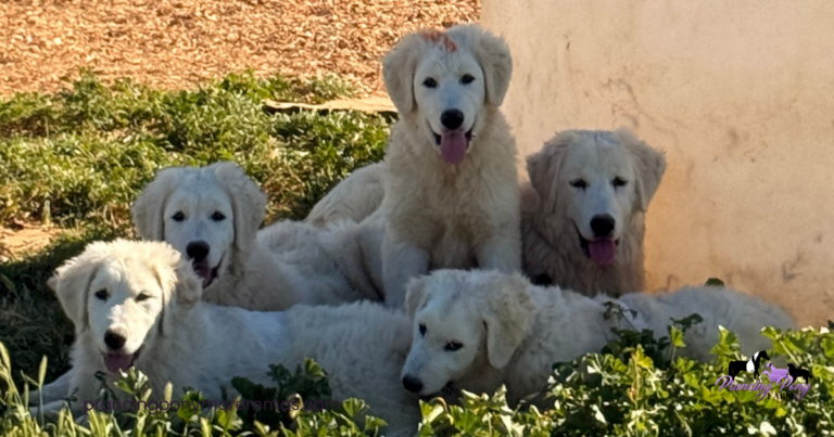 LGD Puppy Socialization: How Calm, Confident Livestock Guardian Dogs Are Made