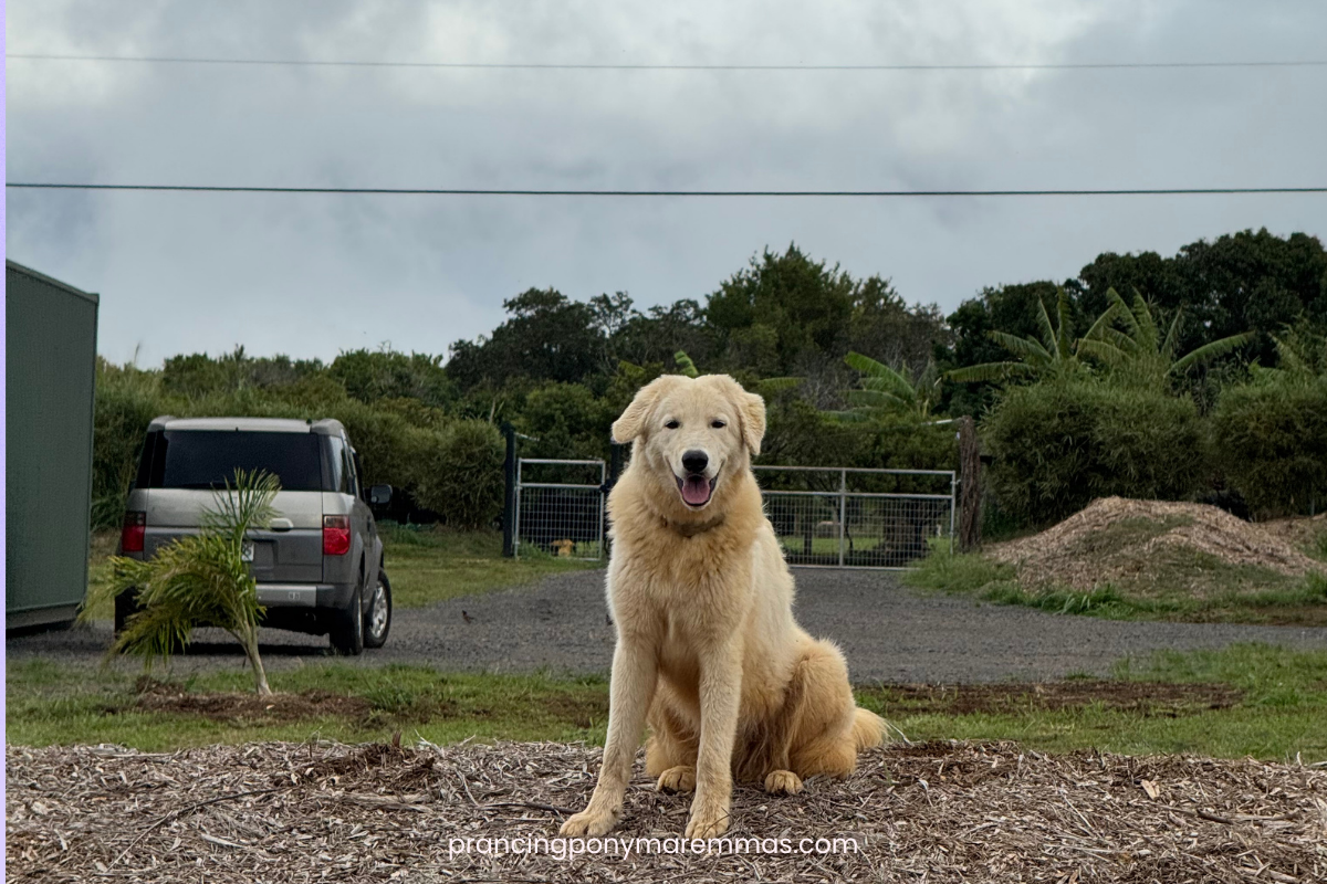 Blog Interior Image Blog Interior Image 1 Adopting a Maremma Puppy from the Mainland: How Caia Came Home to Maui