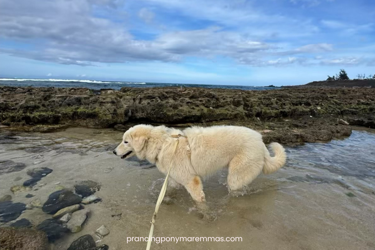 Blog Interior Image (2) Blog Interior Image 2 1 Adopting a Maremma Puppy from the Mainland: How Caia Came Home to Maui