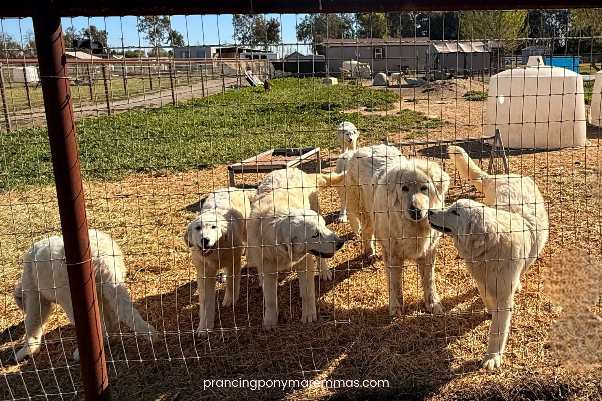 Blog Interior Image 2 LGD Puppy Socialization: How Calm, Confident Livestock Guardian Dogs Are Made