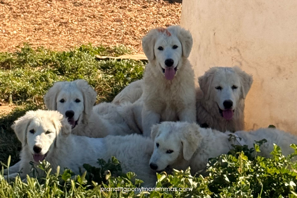 Blog Interior Image LGD Puppy Socialization: How Calm, Confident Livestock Guardian Dogs Are Made