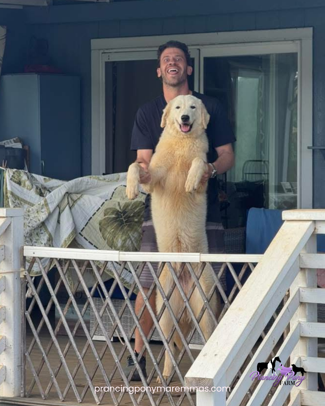 Instagram Post Instagram Post 1 Adopting a Maremma Puppy from the Mainland: How Caia Came Home to Maui