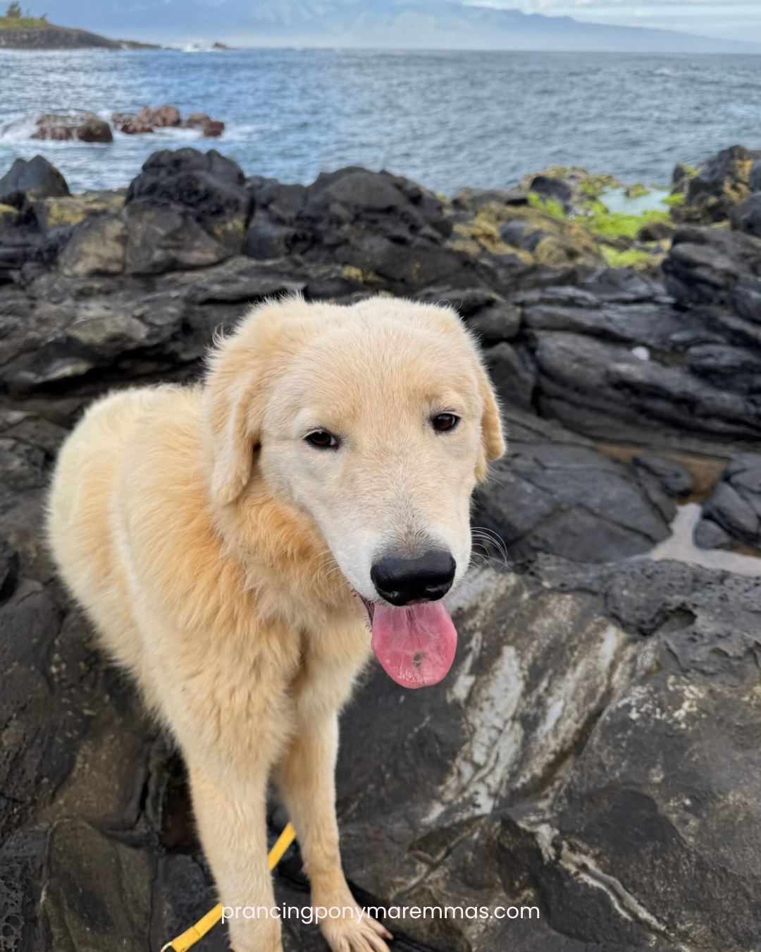 Instagram Post (2) Instagram Post 2 Adopting a Maremma Puppy from the Mainland: How Caia Came Home to Maui