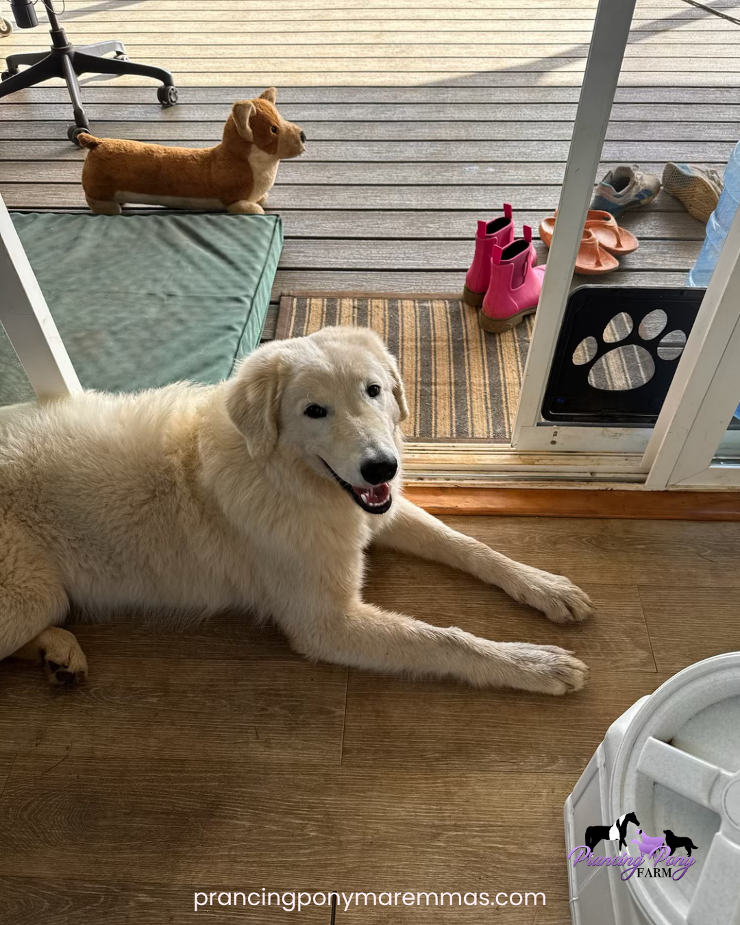 Instagram Post (5) Instagram Post 5 Adopting a Maremma Puppy from the Mainland: How Caia Came Home to Maui