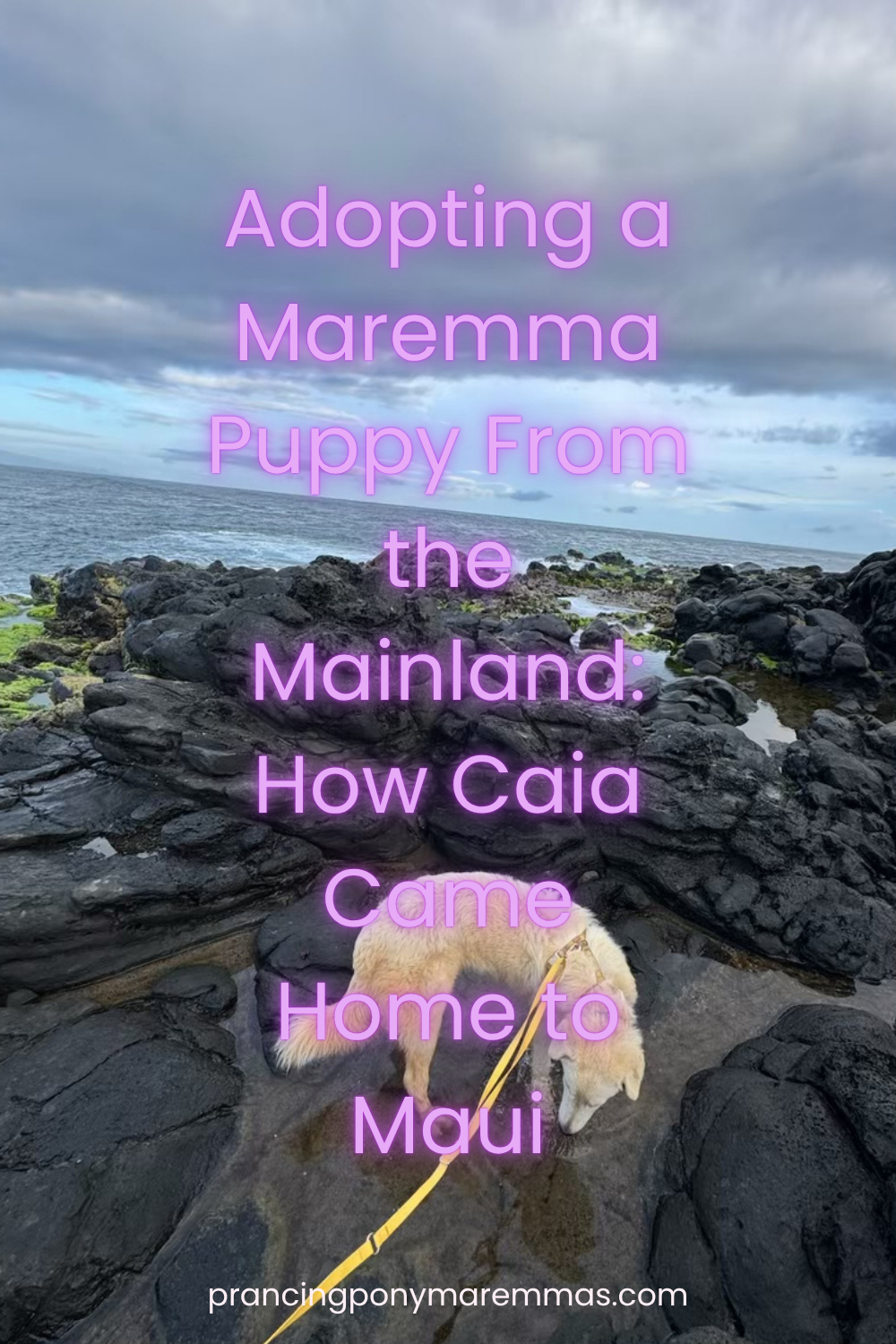 Pinterest Pin Pinterest Pin 1 Adopting a Maremma Puppy from the Mainland: How Caia Came Home to Maui