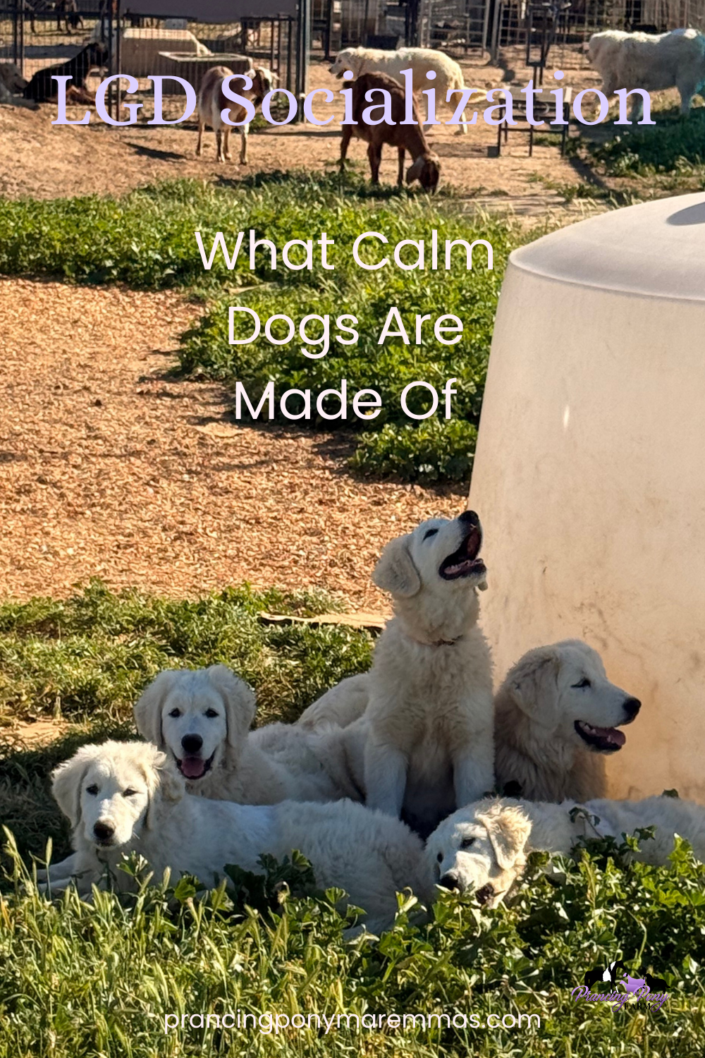 Pinterest Pin LGD Puppy Socialization: How Calm, Confident Livestock Guardian Dogs Are Made