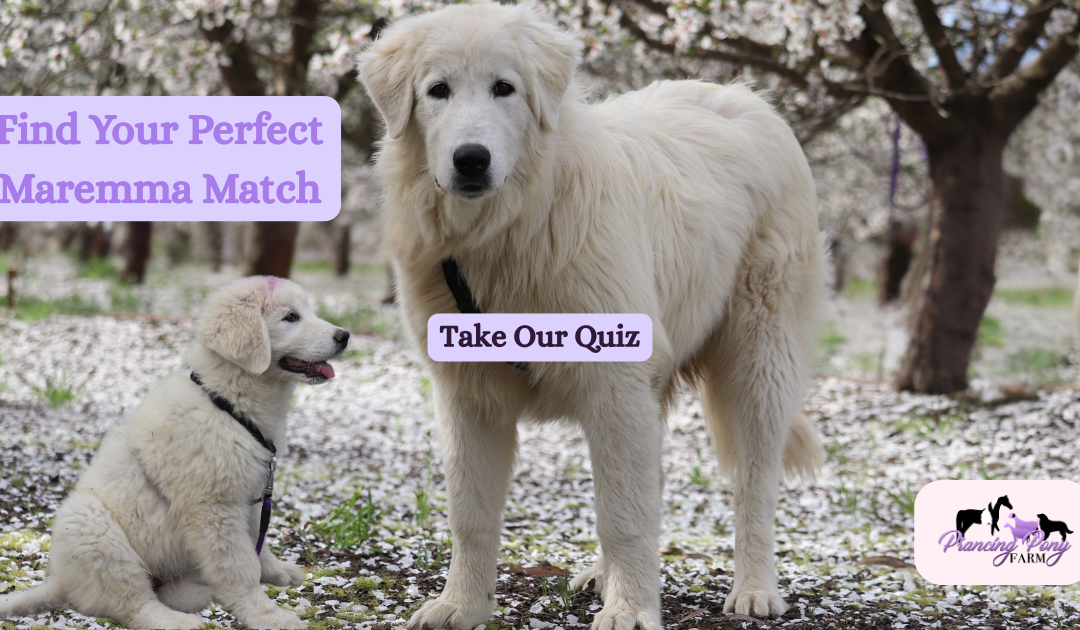 What Age Livestock Guardian Dog Should You Get? Take Our 2-Minute Maremma Match Quiz
